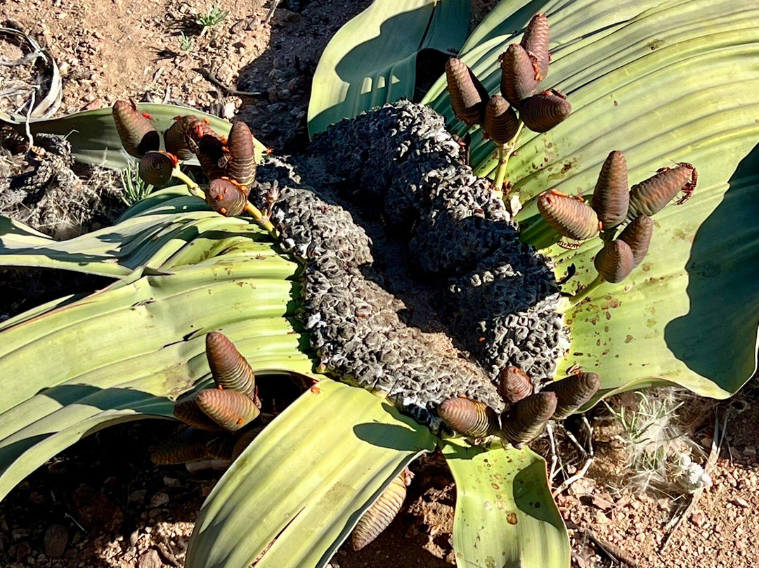 Welwitschia Plains-斯瓦科普蒙德必去景点
