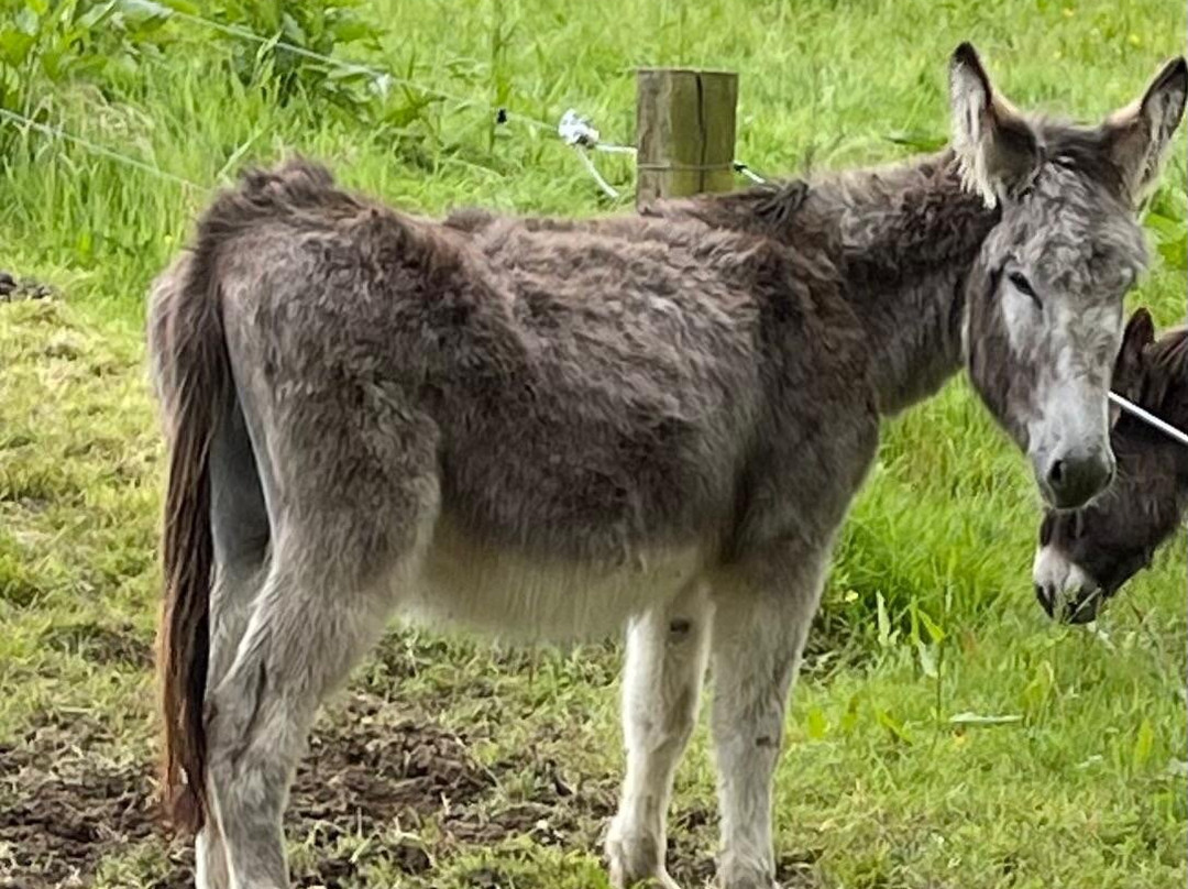 The Donkey Sanctuary-Mallow必去景点