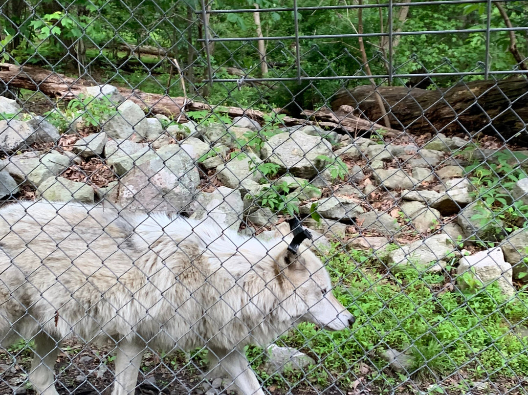 Lakota Wolf Preserve景点图片