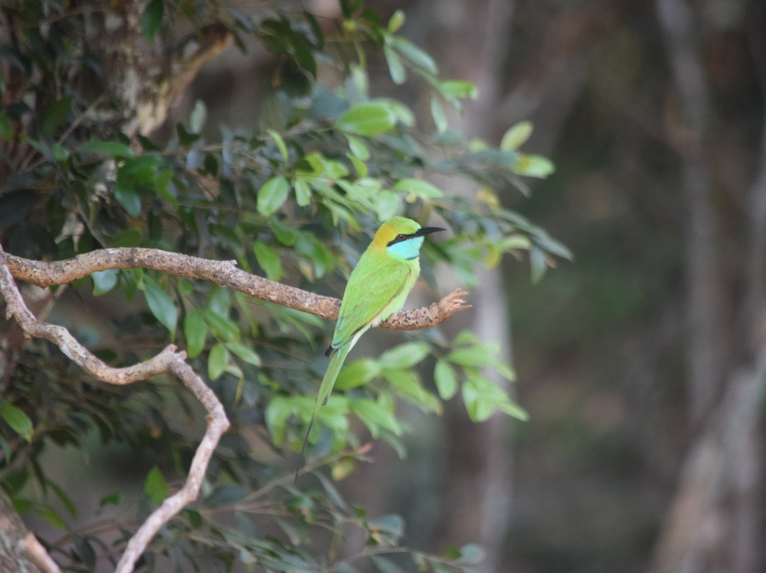 Wilpattu Wildlife Explore-Kurunegala必去景点