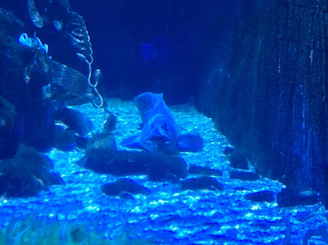 Sea Life Blankenberge-布朗肯堡必去景点