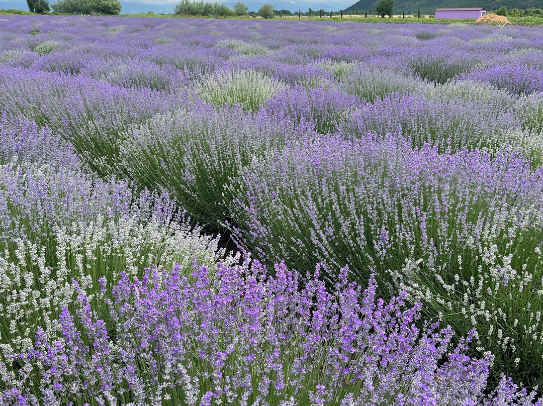 Essenso Lavender Field-Qabala必去景点