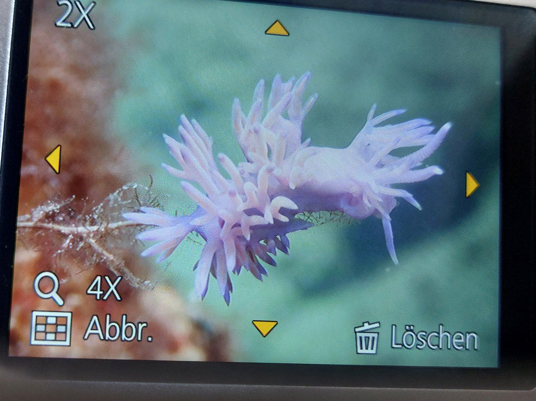 drive & dive with mario-拉纳加必去景点