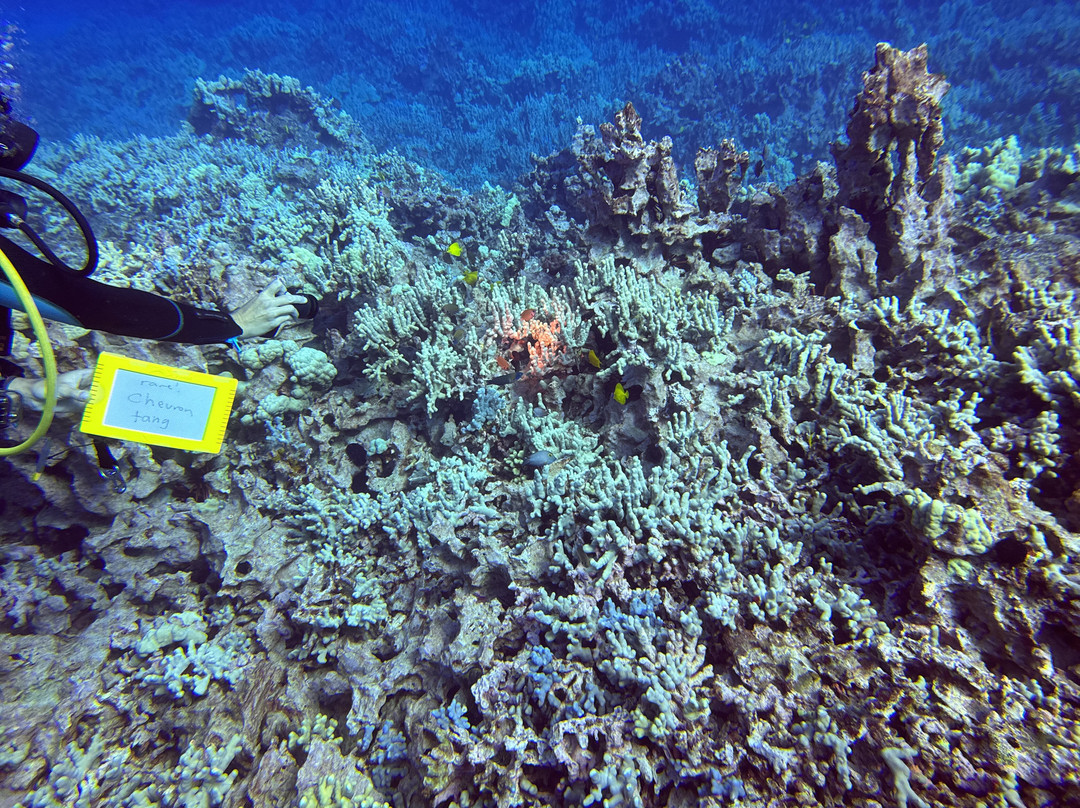 Liquid Cosmos Divers-卡威哈也必去景点