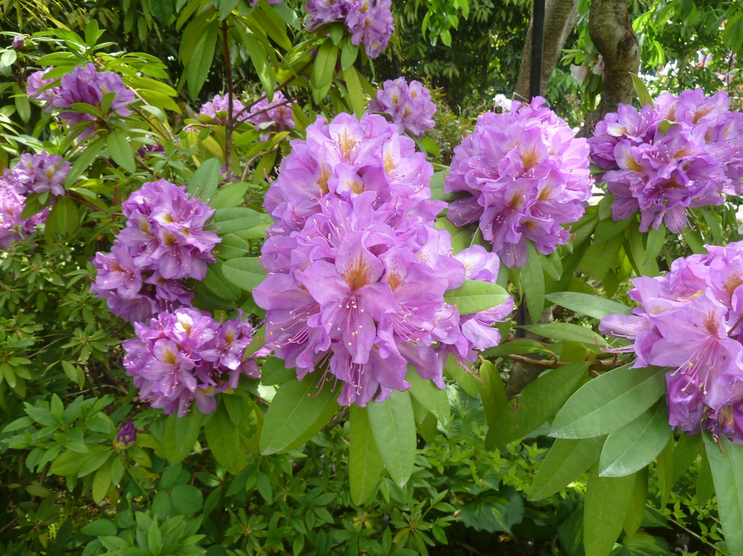 Nakanojo Gardens-中之条町必去景点