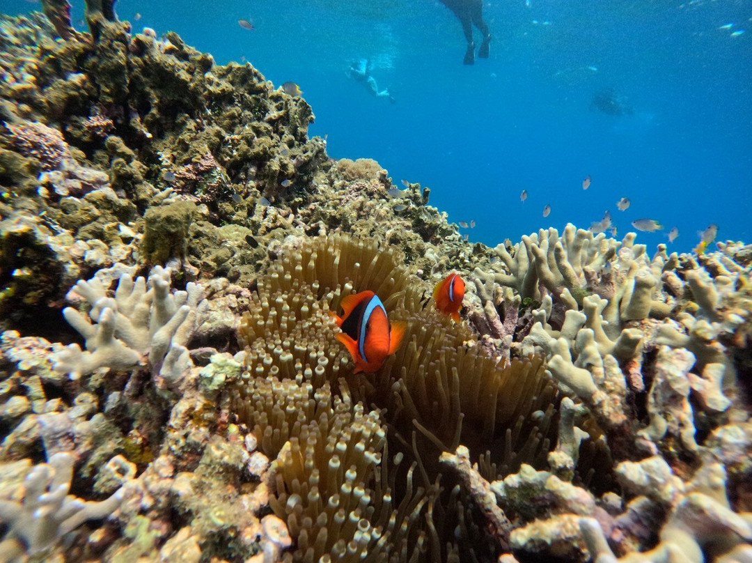 IRIOMOTE ADVENTURE PiPi-竹富町西表岛必去景点