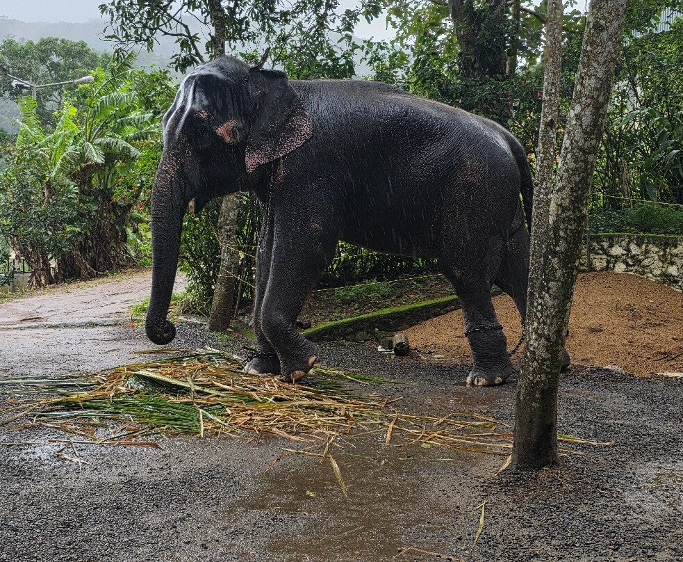 Kalpavanam Elephant Park-帖可迪必去景点