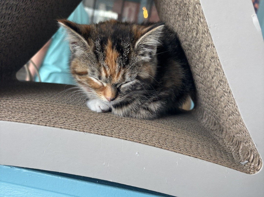 Purrfect Day Cafe Covington-卡温顿必去景点