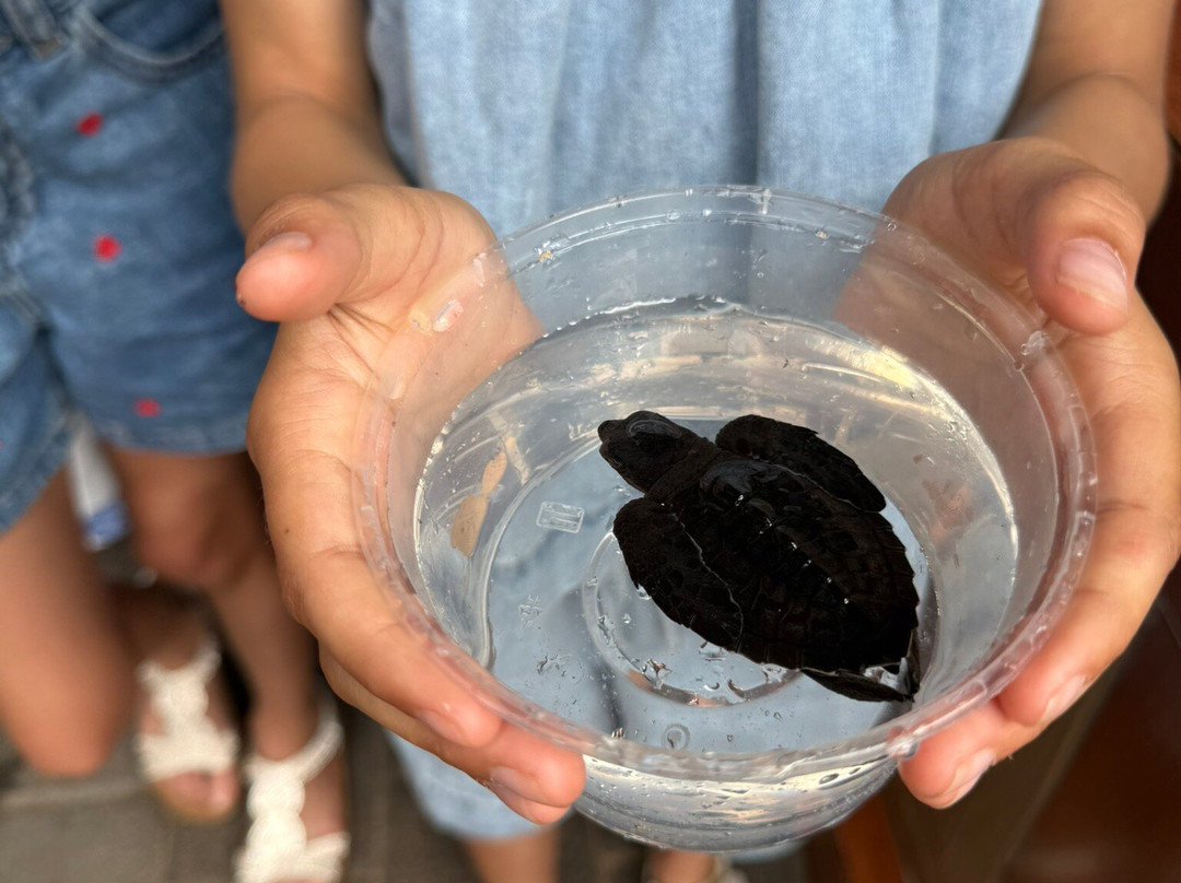 Sea Turtle Village (hyatt Regency)-沙努尔必去景点