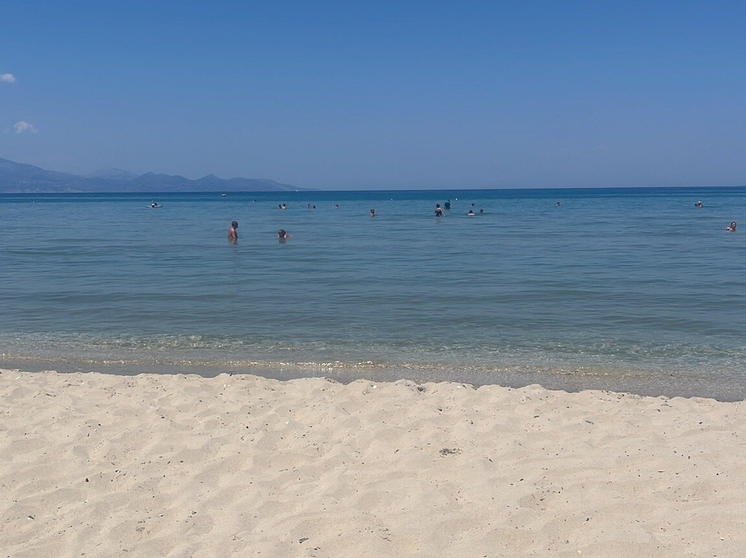 Palm Tree-阿雷克斯必去景点