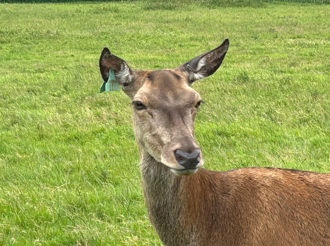 Great Wedlock Farm & Deer Park-腾比必去景点