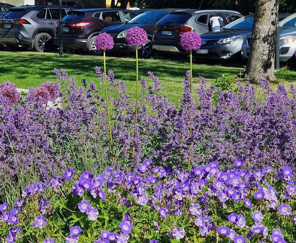 Auksinės Kopos主图