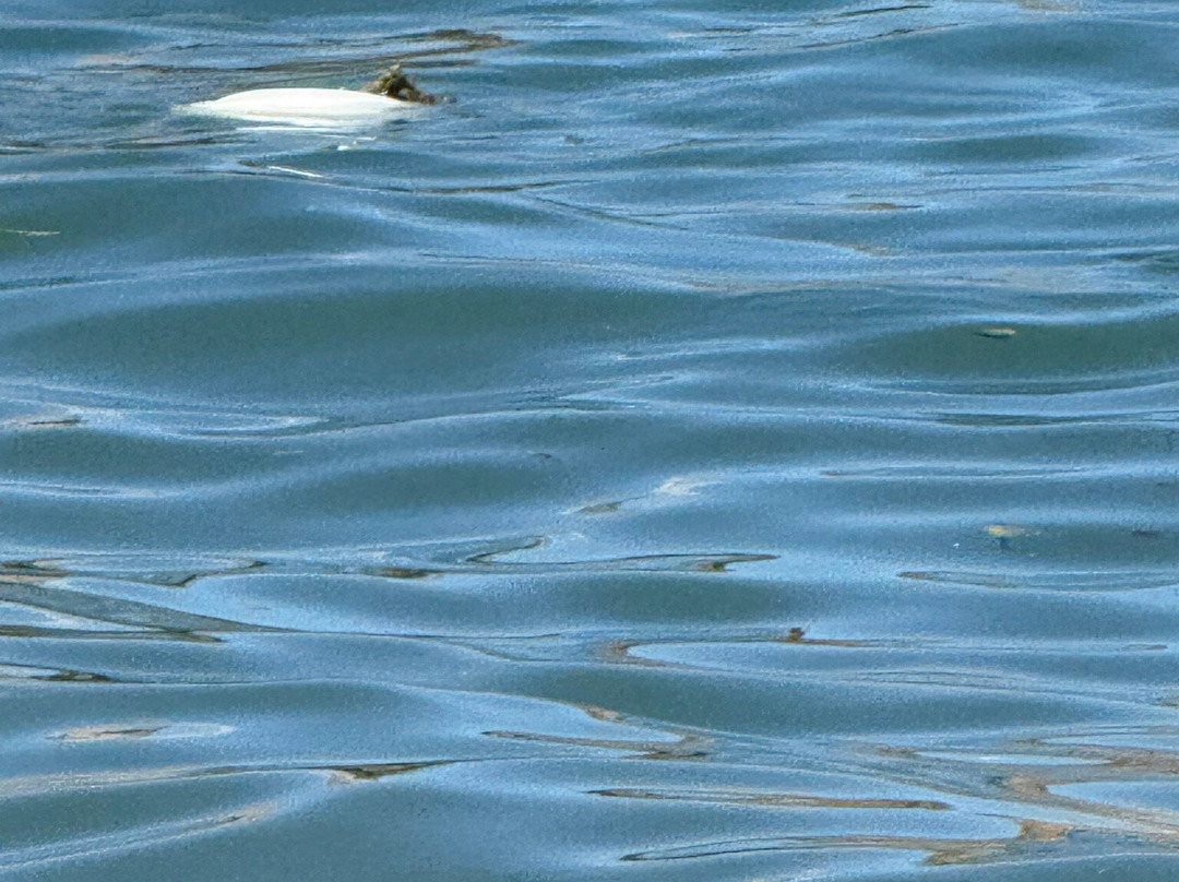 Spiaggia Guidaloca-Scopello必去景点
