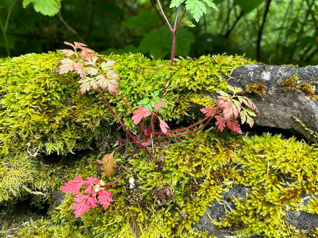 Latourell Falls-Corbett必去景点