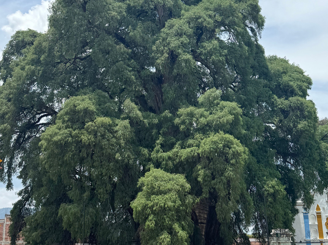 Shenic Tours-瓦哈卡必去景点