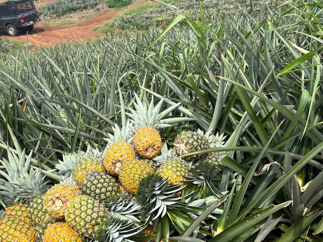 Panama Great Adventures-巴拿马城必去景点