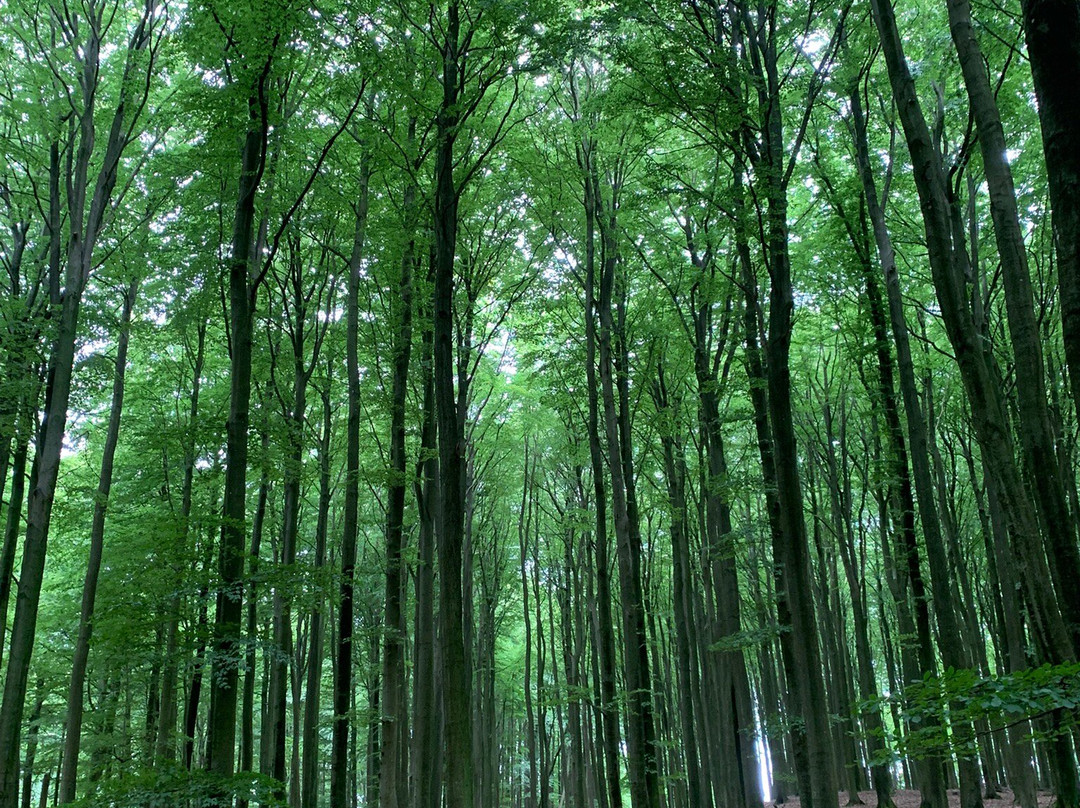 Nationalpark Jasmund-萨斯尼茨必去景点