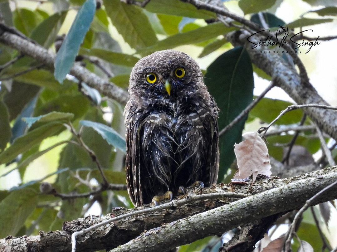 Bhagtpura酒店住宿-Wild Kumaon