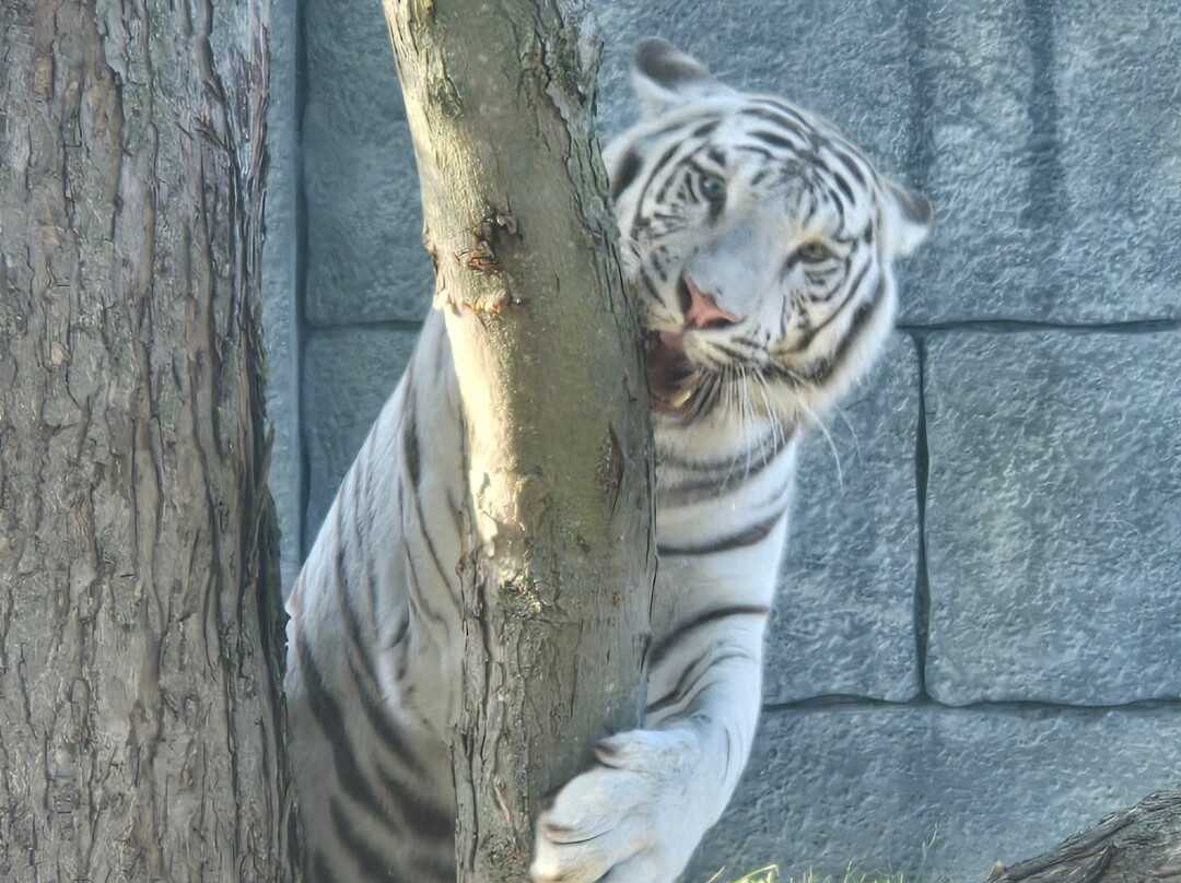 The Wild Animal Park-Chittenango必去景点