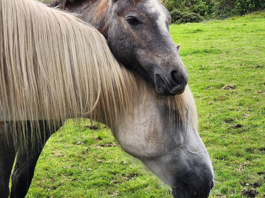 Connemara Equestrian Escapes-Moycullen必去景点