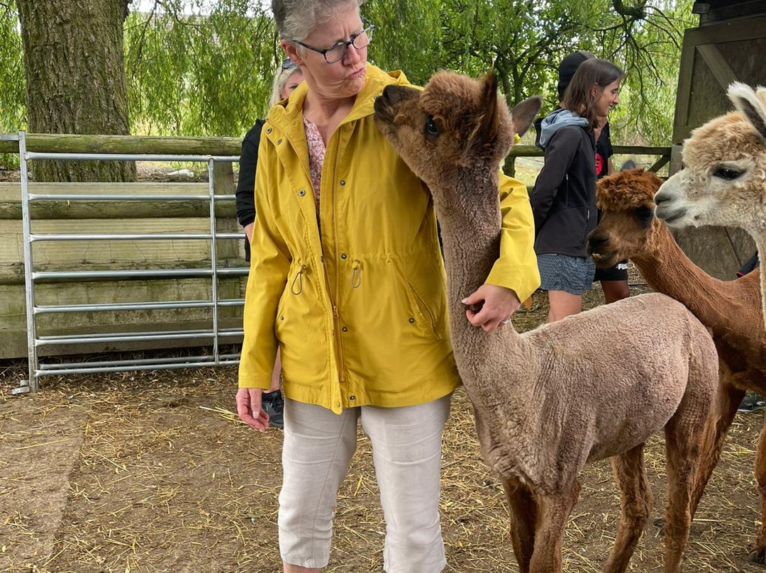 Alpaca Adventure Shaftesbury Dorset-沙夫茨伯里必去景点