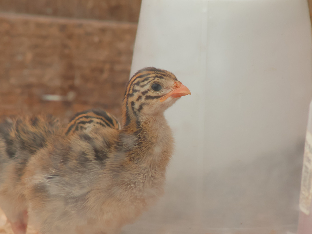 Butterfly World & Farm Park-Wanborough必去景点