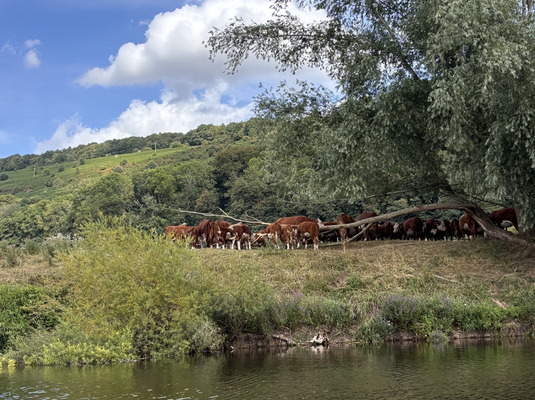 Wyedean Canoe & Adventure Centre-瓦伊河畔罗斯必去景点