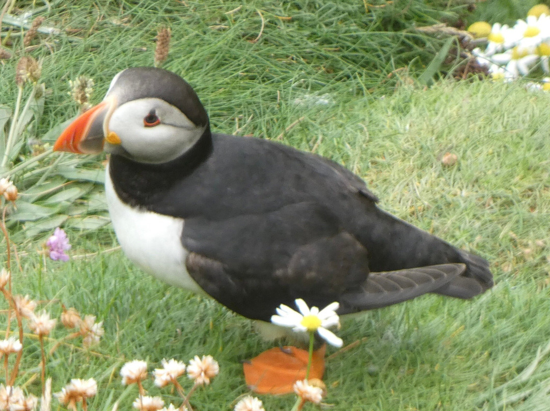 Shetland Explorer Tours-Lerwick必去景点