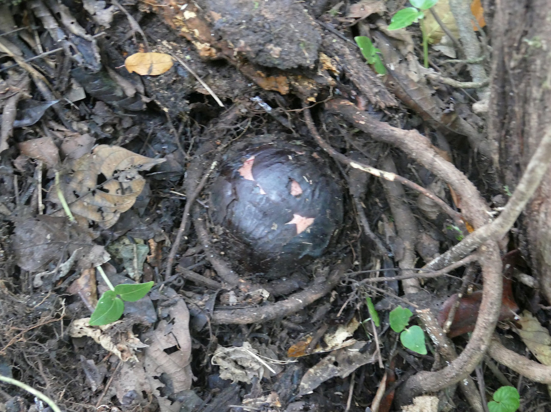 大王花保护区-亚庇必去景点