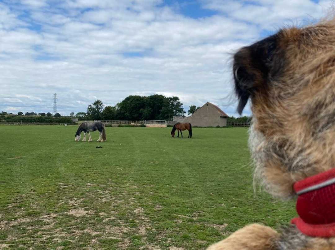 Bransby Horses-Bransby必去景点