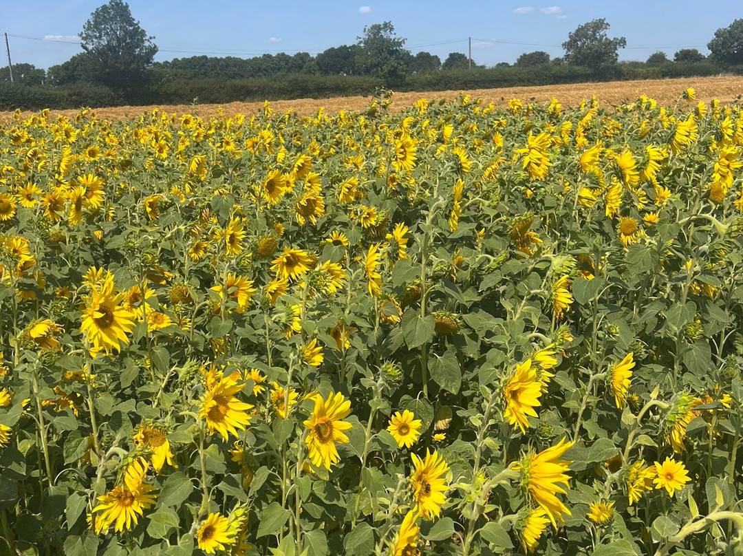 Writtle Sunflowers-切姆斯福德必去景点