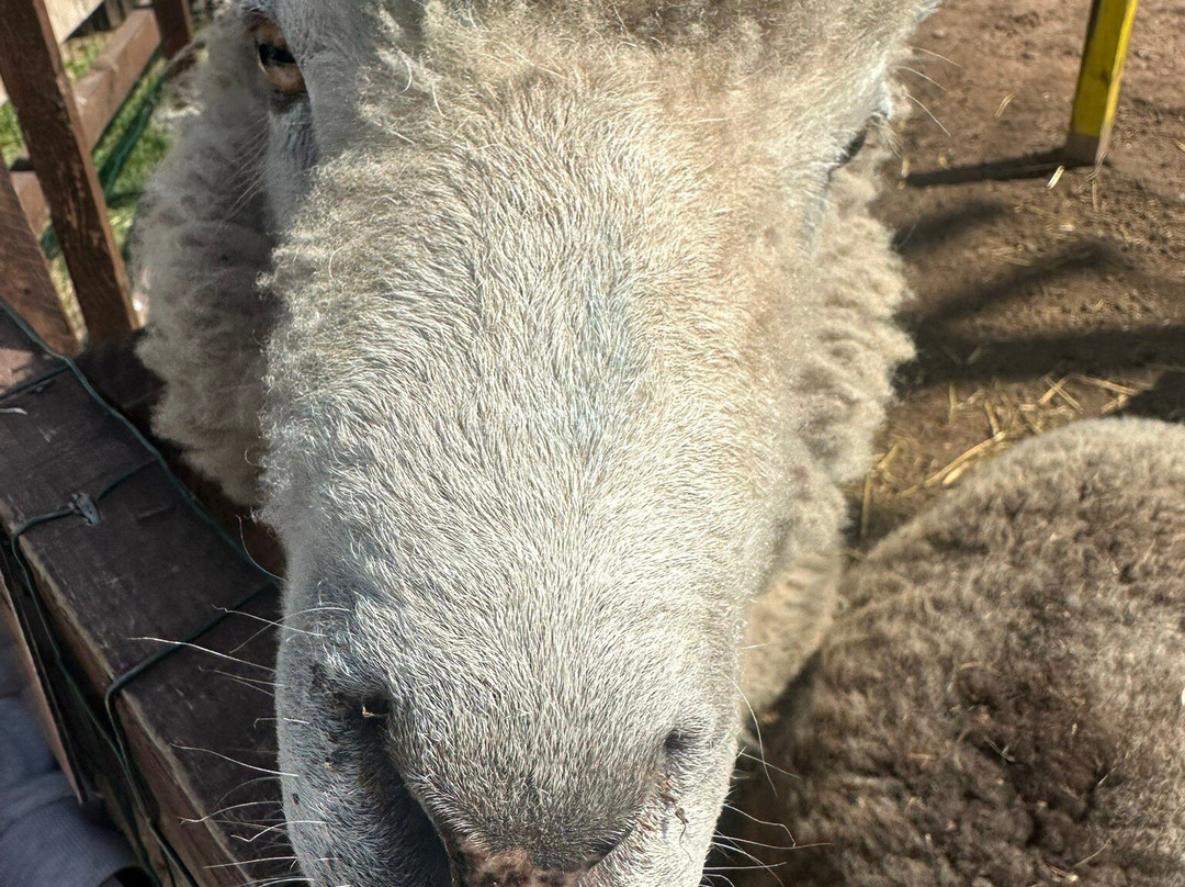 Polesworth Donkey Sanctuary-塔姆沃思必去景点
