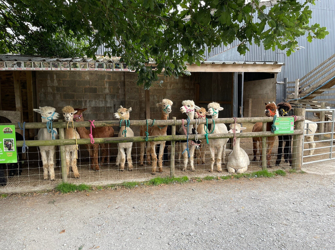 Woolley Animals Farm Park-Winkleigh必去景点