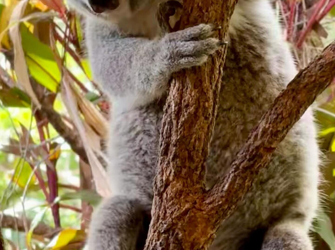 汉密尔顿岛野生动物世界-汉密尔顿岛必去景点