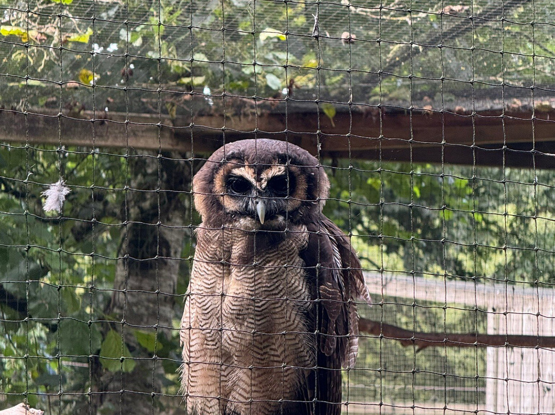 World of Owls-Randalstown必去景点