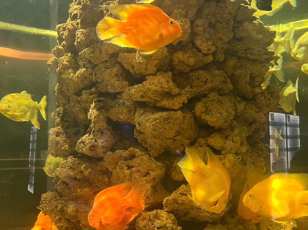 Oceanarium Międzyzdroje-缅济兹德罗耶必去景点