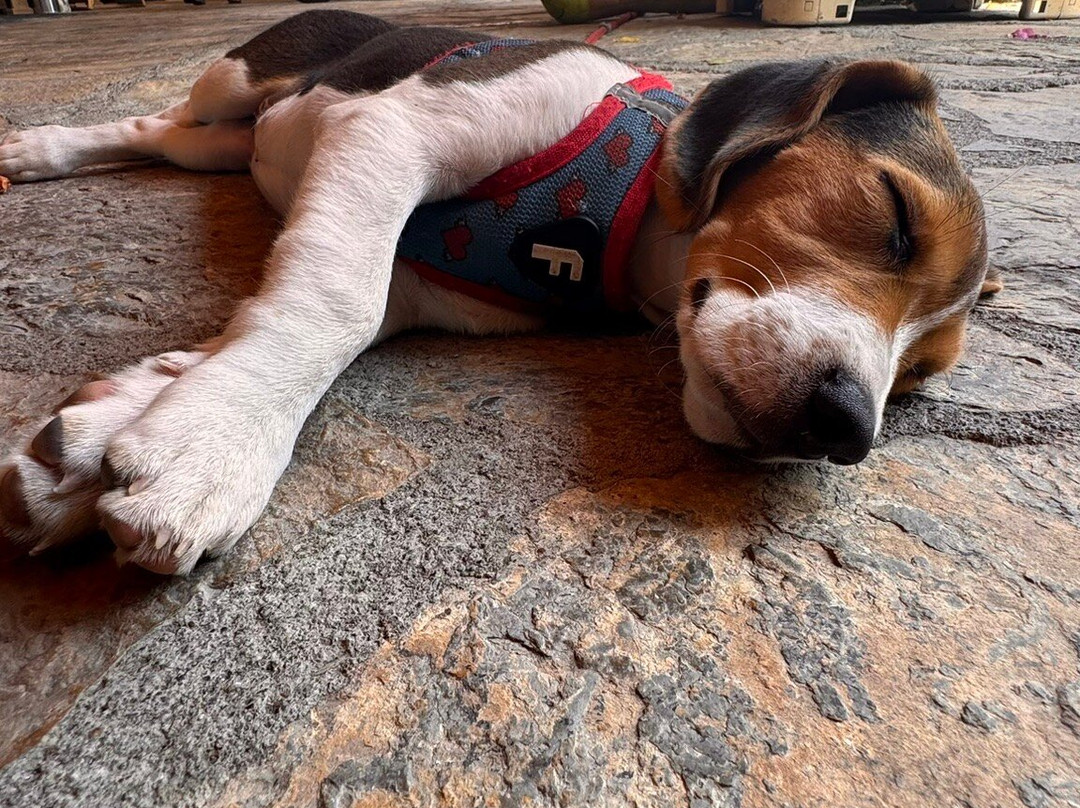 Hotel Lotus Spa&sport Akyaka主图