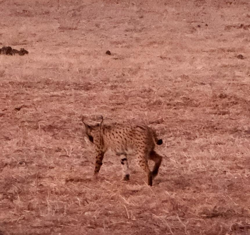 Donana Reservas y Visitas-El Rocio必去景点