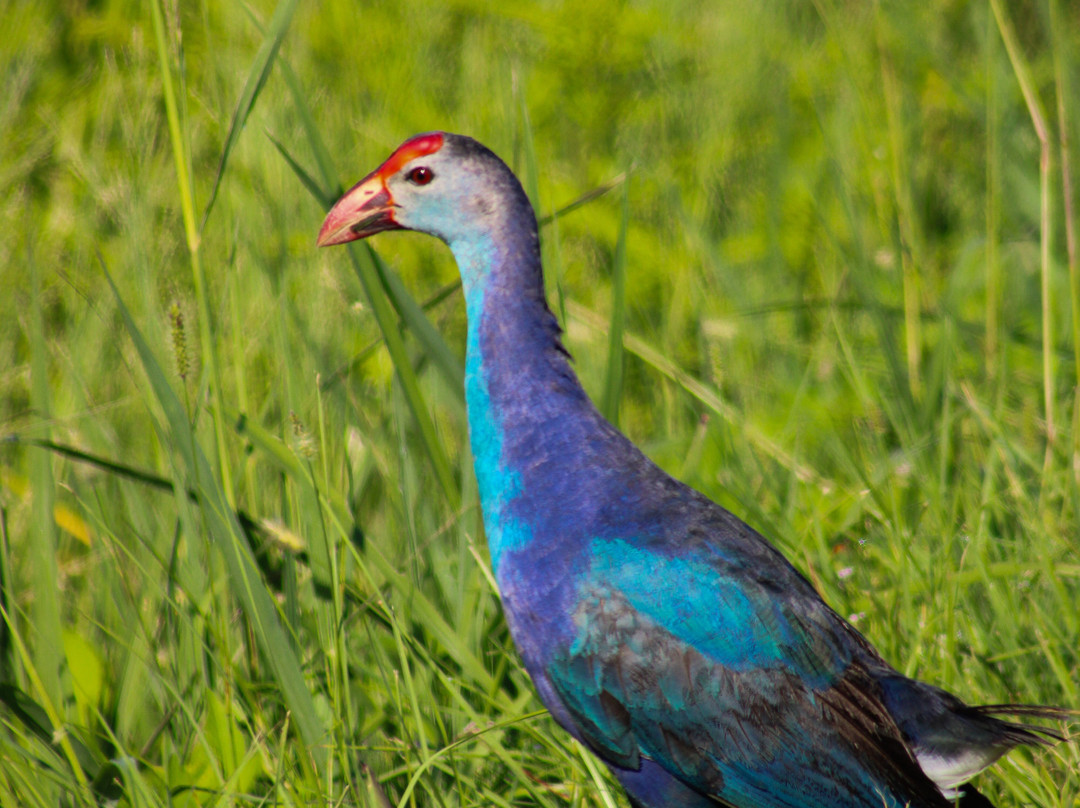 Lake Apopka Wildlife Drive-Apopka必去景点