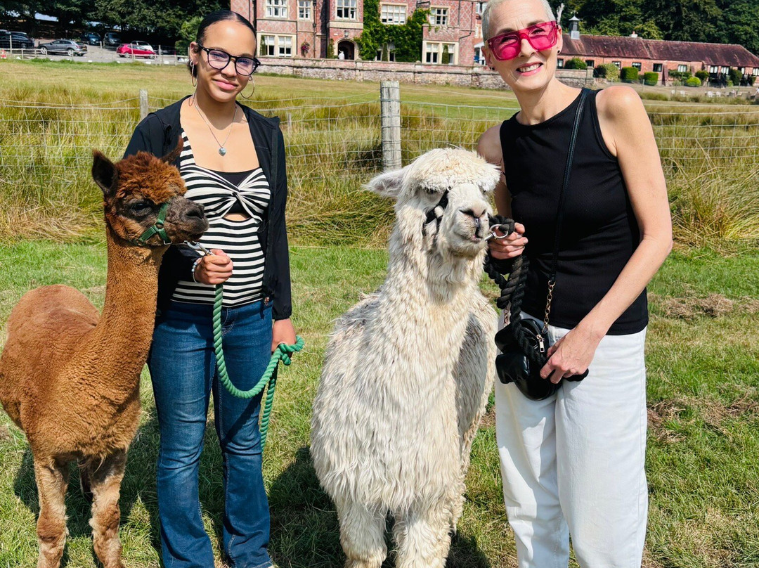 Me2you Burley Alpacas-Burley必去景点