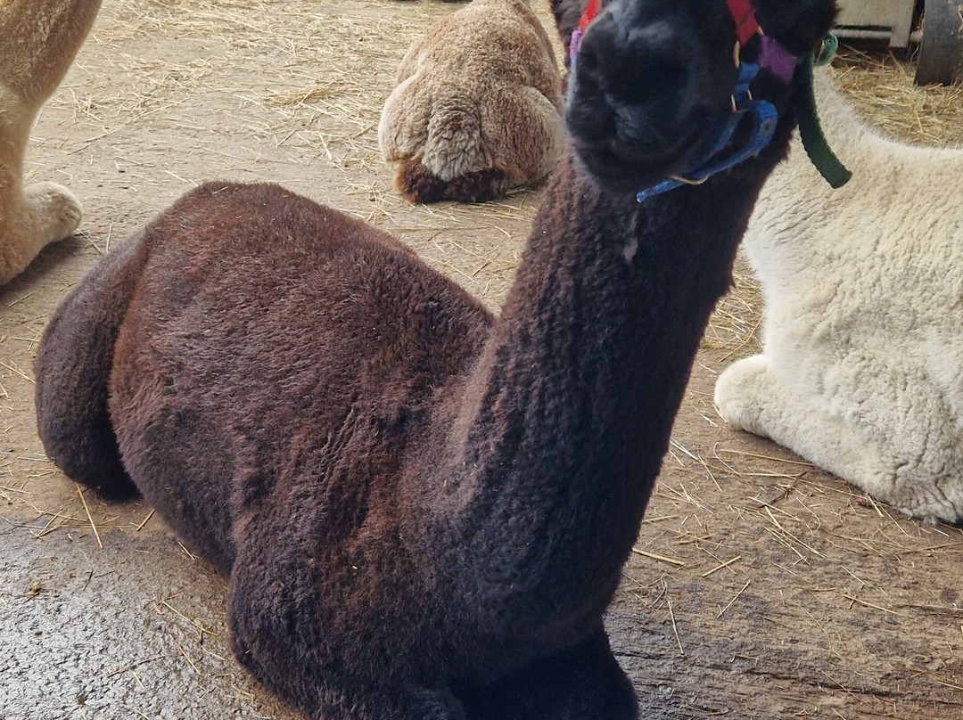 Cotswold Alpacas-切尔滕纳姆必去景点