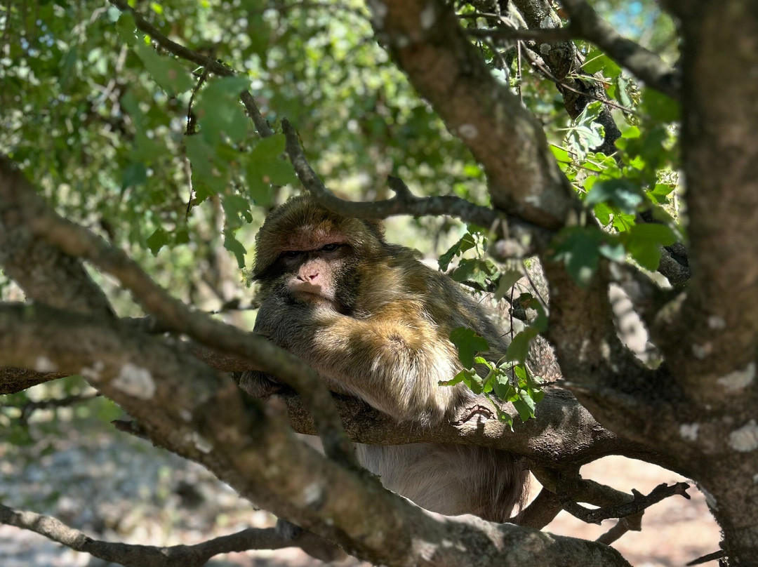 La Foret des Singes-罗卡马杜尔必去景点