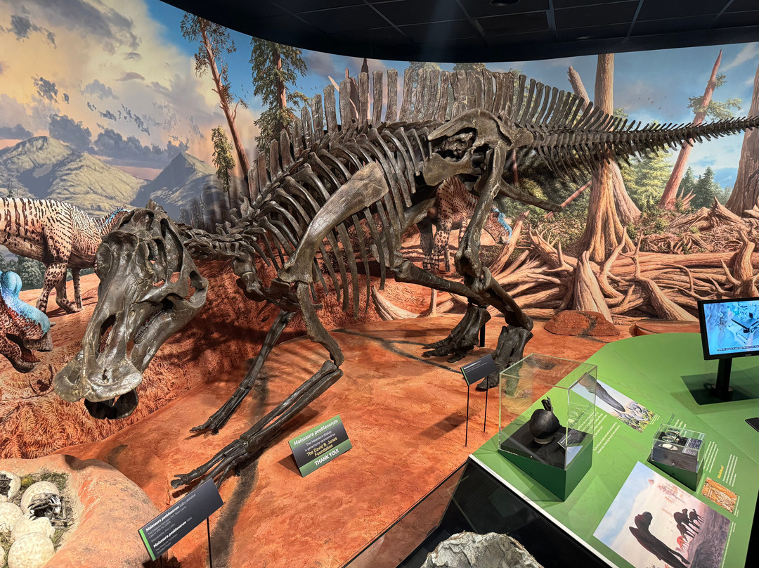 Museum of the Rockies-博兹曼必去景点