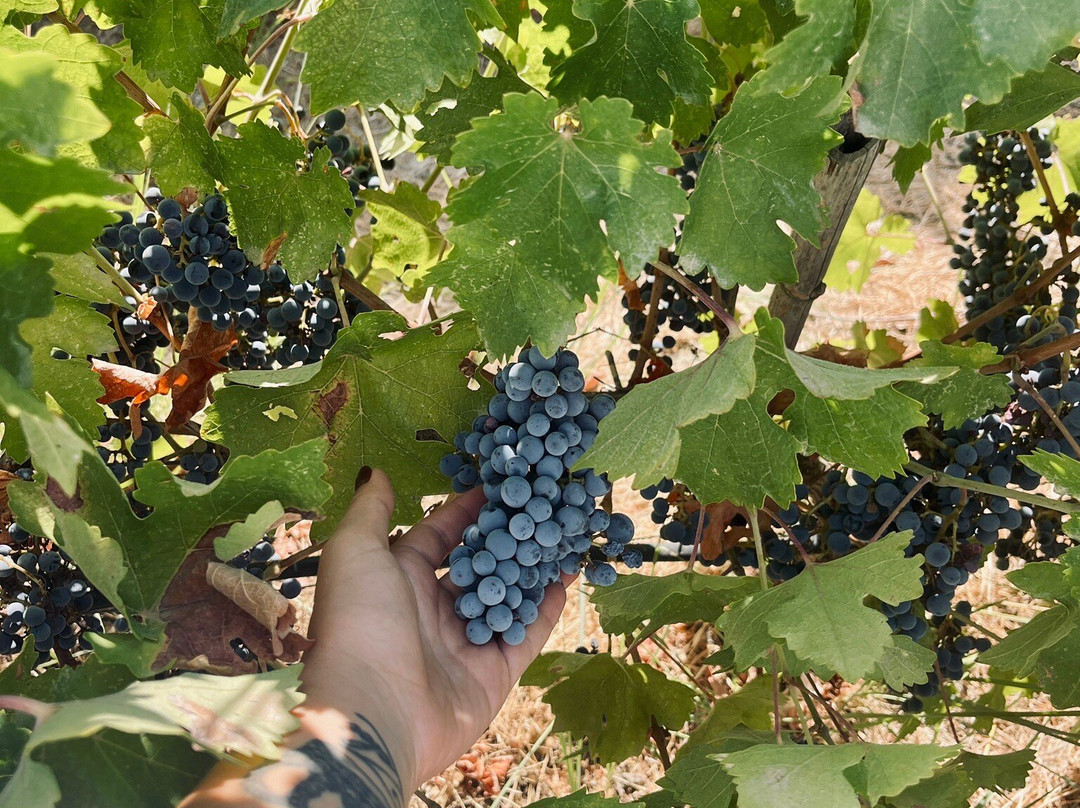 Urlachi Çiftliği主图