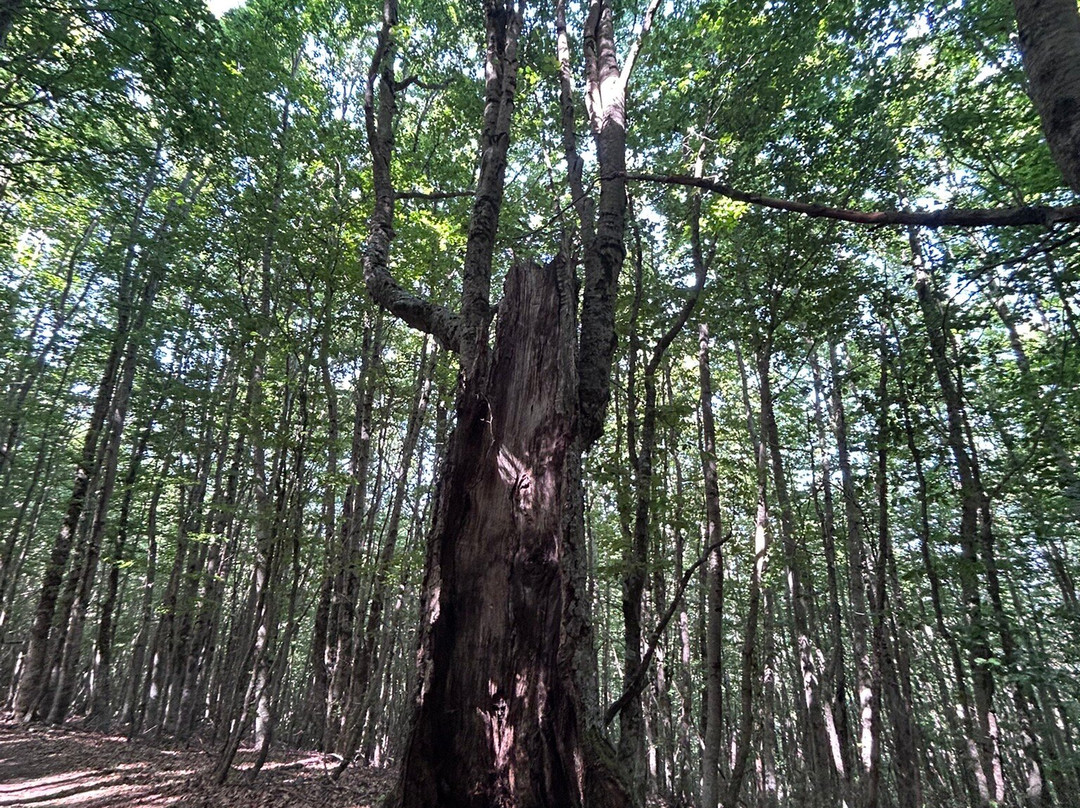 Hotel Pino Loricato主图