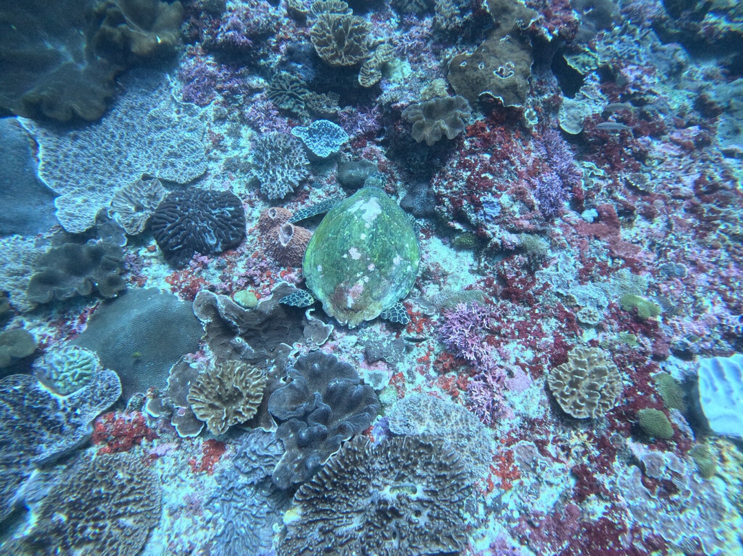 Reeflex Divers Penida-珀尼达岛必去景点