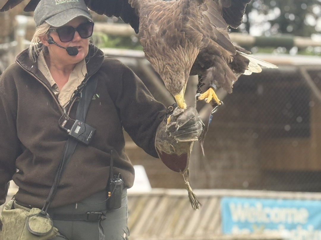 Thirsk Birds Of Prey Centre-瑟斯克必去景点