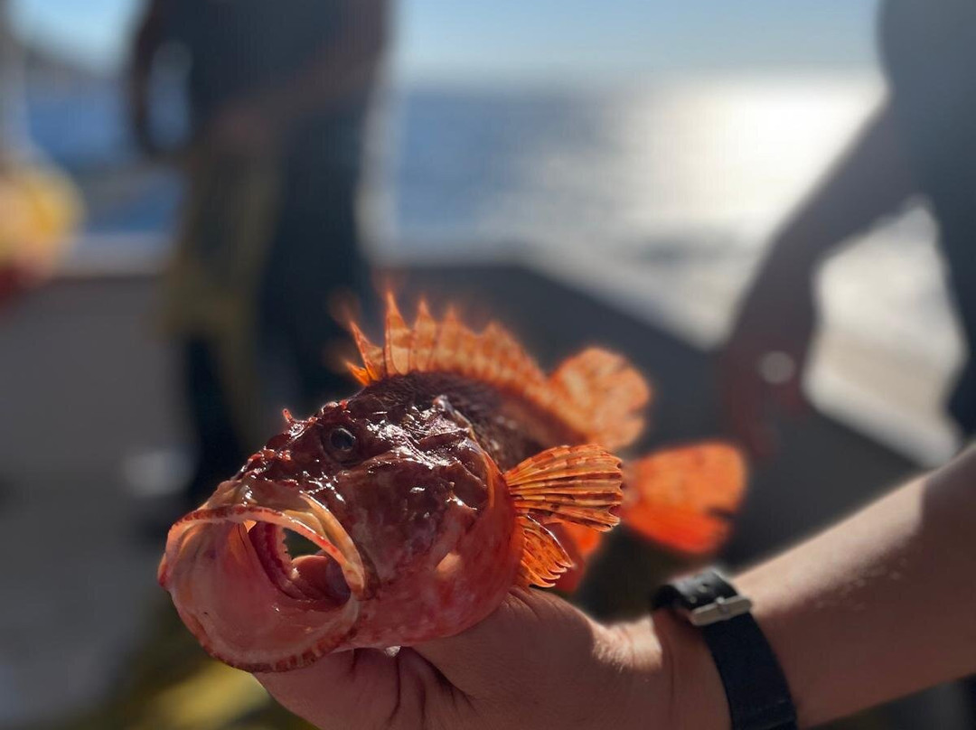 Fishing Tourism Kefalonia Dimitrios-Efthimia-Katelios必去景点