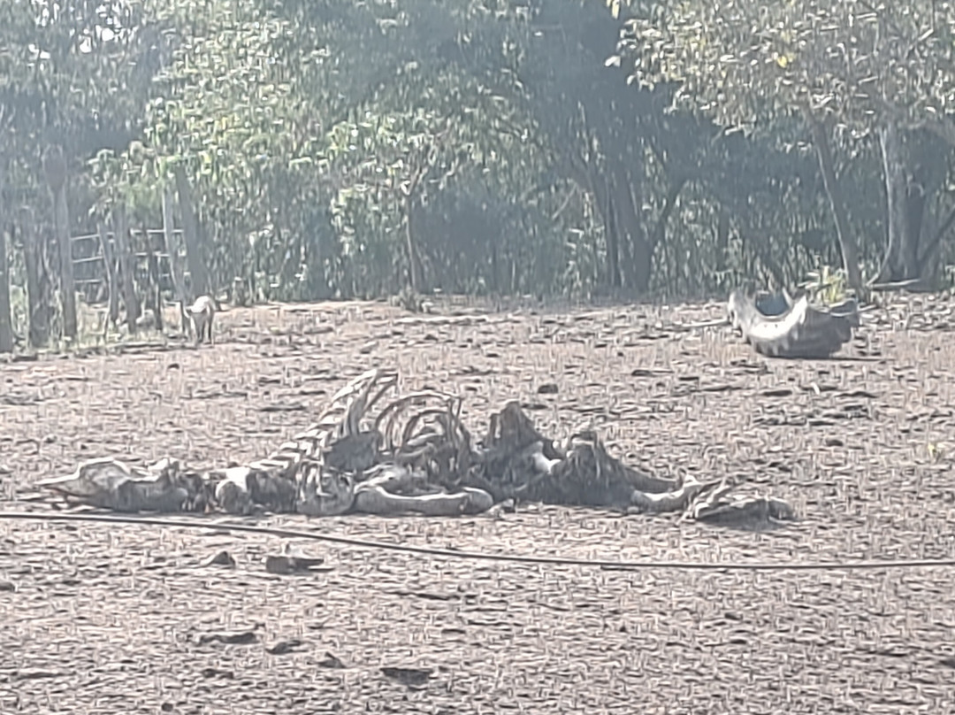 Reina de Enin - Reina Amazon Cruiser-Trinidad必去景点