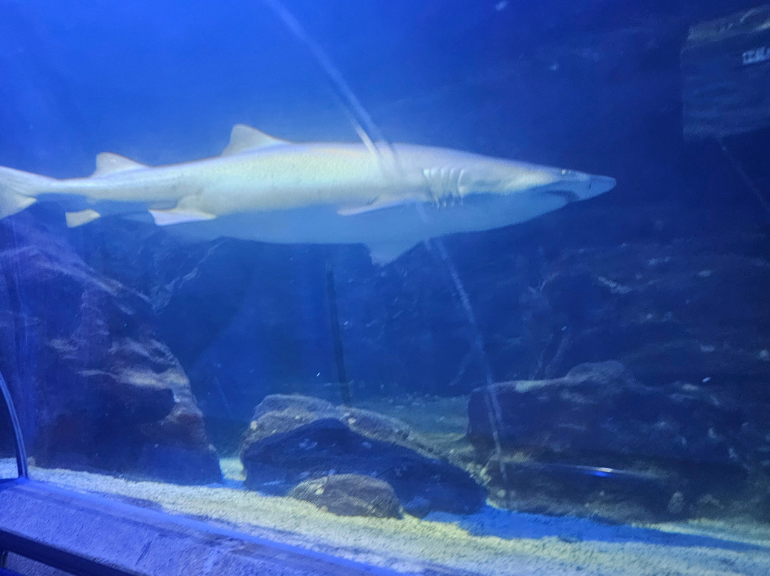 Deep Sea World-北昆斯费里必去景点